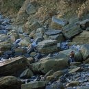 제주 서귀포층 패류화석 산지 이미지