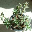천냥 이미지