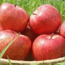 영주농장 이미지