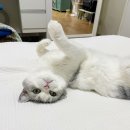 가필드 | 러봉 가필드 카사바 고양이 모래 퍼플 굵은 입자 응고, 흡수, 탈취력 사용 후기