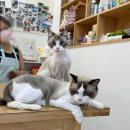 고양이 무마취미용 고미고미 화명점 이미지