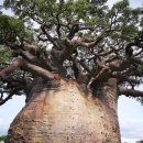 모잠비크에 있다는 천년도 넘은 바오밥 나무. 이미지