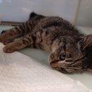 왕궁동물병원 이미지