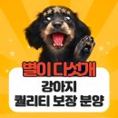 플레이독 파주본점 | 플레이독파주본점 방문 후기, 파주에서 강아지 분양 고민하던 날