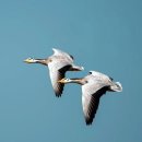 줄기러기(Bar-headed goose), 도깨비바늘, 뚱딴지, 중대가리풀 이미지