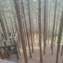 편백자연휴양림 이미지