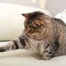 24시 산들산들 동물병원 이미지