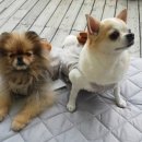 판교 P&P 동물병원 이미지