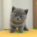 광주강아지분양 고양이분양 미유펫 본점 이미지