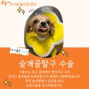 다올동물병원 | [조이동물의료센터] 양측 슬개골탈구 수술