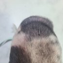 Dr.JK 동물병원 | [공지] [제휴 솔직후기] 반려동물 수분크림 &#39;닥터라라 수분크림&#39;