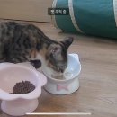 비비펫 동물병원 이미지