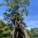제주 산천단 곰솔군 | 제주도 문화탐방 ; 제주 산천단 곰솔 군