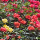 장미로 61 이미지