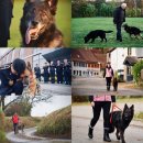 프라임 도그 이미지