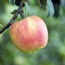 사과나무 이미지