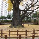 방학동 은행나무 이미지