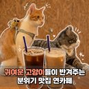 파주 주내 연카페 고양이가 맛있고 커피가 귀여워요
