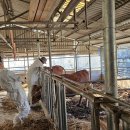 연일축산 이미지