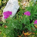 화원농장1 이미지