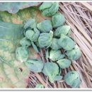 귀여운 방울다다기양배추 재배 방법 이미지