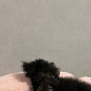 멍마고우 이미지