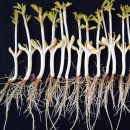 고창 이엠 이미지