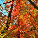 지리산 단풍비 이미지