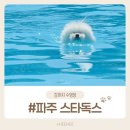 스타독스 | 강아지 수영장 스타독스 처음 방문 후기 (견생 첫 수영)