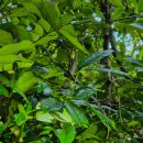 샹그릴라 | 코타키나발루 샹그릴라 라사리아 후기