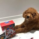 파핑파우 이미지