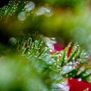 들꽃사랑 이미지