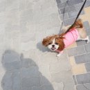 개린이날 이미지