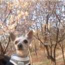 내강아지 | 다정하고 맛있개, 내가 만드는 강아지 입체케이크 강의 내돈내산 후기(feat. 강아지케이크 원데이클래스)