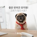 50k 반려견 유치원 이미지