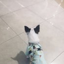 동물병원 왓슨 이미지