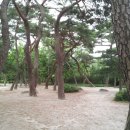 소나무숲 이미지