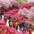 미사동사진관 | 🌸 [봄 여행] 분홍빛 솜사탕이 펑펑! 아이와 떠나는 전국 겹벚꽃 탐험 BEST 5