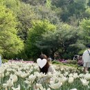숲속의 쉼터 | 서울 벚꽃 &amp; 튤립 명소 연희숲속쉼터 후기 | 가는 법, 주차, 사진 꿀팁