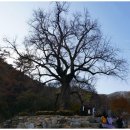 말하는 은행나무 이미지