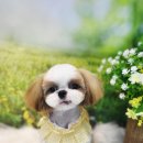 멍이댕이 이미지