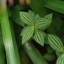 페페로미아 이미지