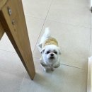 시블링즈 이미지