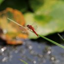 고추잠자리 이미지