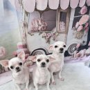 우아한개 이미지