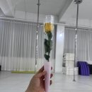 루비폴댄스