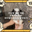 난향동-21 | 난향동파티말티푸가격 문의 따스한 마음