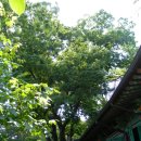칠보사 Daum카페