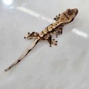 스타라인 이미지