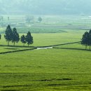 대한다원 이미지